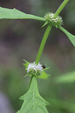 Gipsywort, Lycopus europaeus, also known as Water horehound, wild plant from Finland