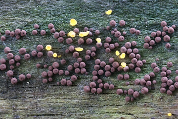 Enerthenema papillatum, a slime mold from Finland, no common English name