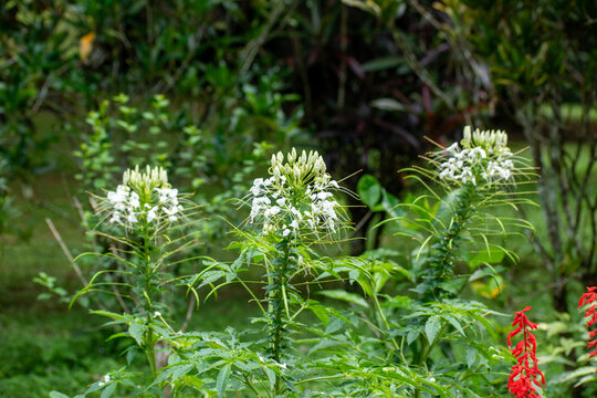 A picture of Cleome white queen. Cleome is a genus of flowering plants in the family Cleomaceae, commonly known as spider flowers, spider plants, spider weeds, or bee plants