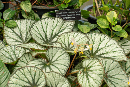 The picture of plant called Begonia grey ghost which is a herbs or undershrub, and occur in subtropical and tropical moist climates