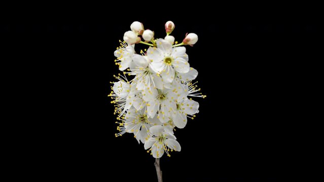 4K Time Lapse of flowering white flowers of cherry plum on tree branch isolated on black background. Spring time-lapse of opening flowers of wild plum, close-up.