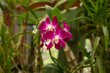 A picture of Dendrobium bigibbum commonly known as Cooktown orchid or mauve butterfly orchid