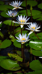 A picture of Nymphaeceae commonly known as water lilies - obrazy, fototapety, plakaty