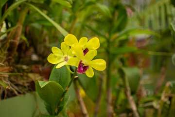 Dendrobium is a genus of mostly epiphytic and lithophytic orchids in the family Orchidaceae