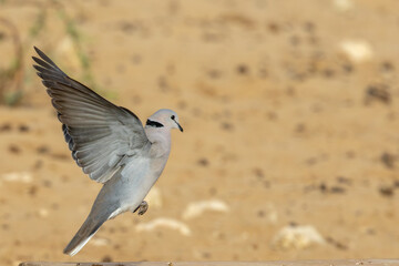 Ring-necked Dove in flight (Gewone tortelduif) (Streptopelia capicola) at Kij Kij in the Kgalagadi Transfrontier Park in the Kalahari