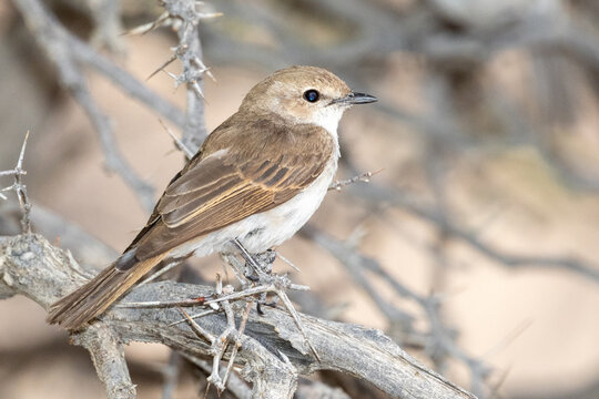 Marico flycatcher, or Mariqua flycatcher (Maricovlie&euml;vanger) (Bradornis mariquensis) at Leeudril in the Kgalagadi Transfrontier Park in the Kalahari