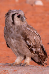 Verreaux's eagle-owl (Giant Eagle Owl) Reuse ooruil, (Ketupa lactea) at Twee Rivieren in the Kgalagadi Transfrontier Park, Kalahari