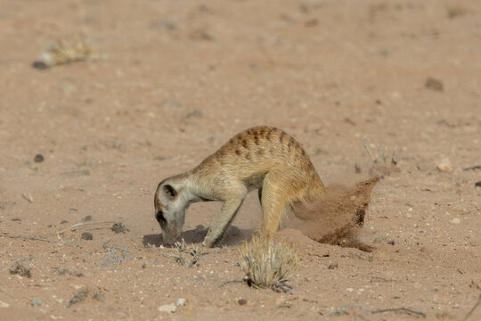 Meerkat (Suricata suricatta) near Twee Rivieren in the Kgalagadi Transfrontier Park in the Kalahari