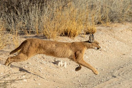 Caracal (Rooikat) (Felis Caracal caracal) near Twee Rivieren in the Kgalagadi Transfrontier Park in the Kalahari