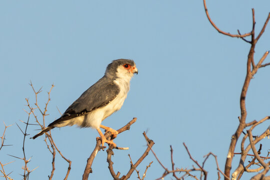 African pygmy falcon (Afrikaanse dwergvalk) (Polihierax semitorquatus) near Twee Rivieren in the Kgalagadi Transfrontier Park in the Kalahari