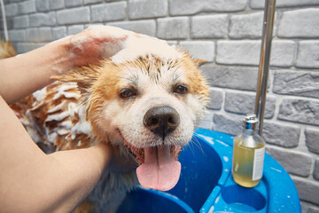 Akita inu bathing. The dog of happiness takes a bubble bath.