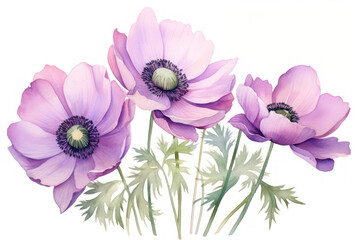 violet anemone watercolor on white background