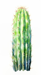 San Pedro Cactus painting isolated on white background