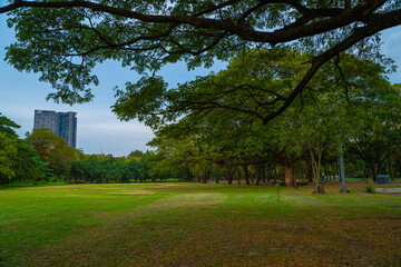 Fototapeta na wymiar Green meadow grass with tree in city public park fresh air in downtown