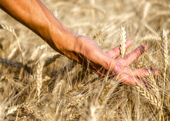 farmers male hand touching spikelets of wheat on the field