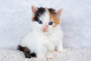 Small tricolor kitten