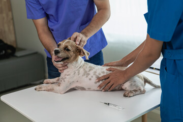 Little dog at the veterinarian examination Veterinarian and assistant working on health examination...