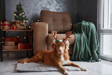A Nova Scotia Duck Tolling Retriever dog sports festive reindeer antlers, embracing the holiday...