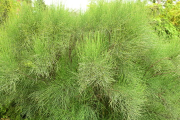 Chinese ephedra plant (Ephedra sinica stapf)