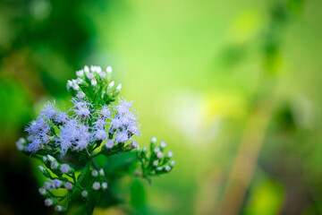 Free photo a Flower field covered with white wall rocket plants and flowers in full bloom during winter, malta