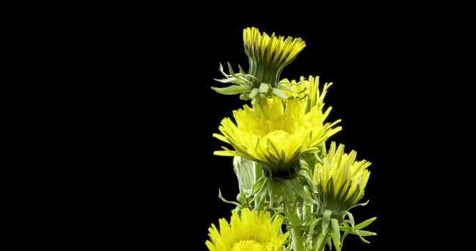 Time lapse of dandelion opening close up view. Macro shoot of flowers group blooming. Nature spring scene. Slow motion rotation. Isolated chroma key on black.