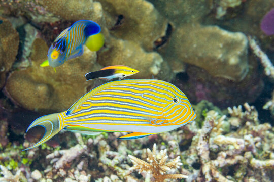 An adult bluestreak cleaner wrasse (Labroides dimidiatus) at a cleaning station on the reef off Kri Island, Raja Ampat, Indonesia, Southeast Asia
