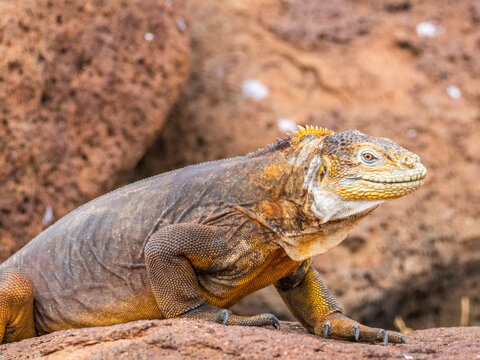 An adult Galapagos land iguana (Conolophus subcristatus), basking on North Seymour Island, Galapagos Islands, UNESCO World Heritage Site, Ecuador