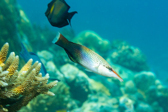An adult bird wrasse (Gomphosus varius), on the reef off Kri Island, Raja Ampat, Indonesia, Southeast Asia