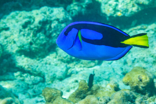 An adult palette tang (Paracanthurus hepatus), off Arborek Reef, Raja Ampat, Indonesia, Southeast Asia