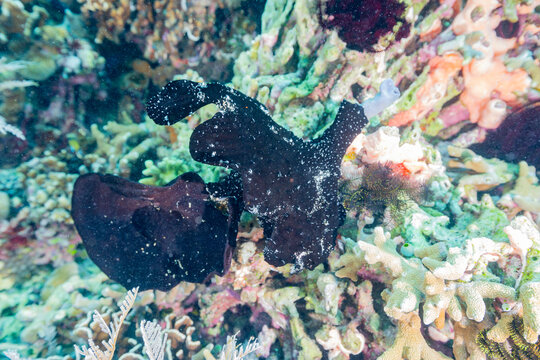 An adult painted frogfish (Antennarius pictus) camouflaged in black on the reef off Bangka Island, Indonesia, Southeast Asia