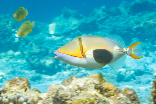 An adult blackpatch triggerfish (Rhinecanthus verrucosus), swimming on the reef off Bangka Island, Indonesia, Southeast Asia