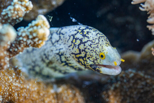 An adult snowflake moray (Echidna nebulosa), on the reef off Port Airboret, Raja Ampat, Indonesia, Southeast Asia