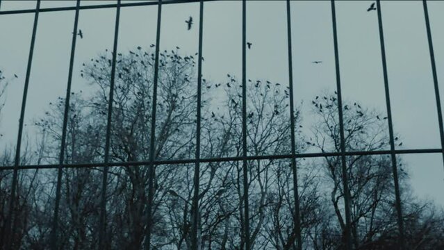 Flock of black crows on treetops in autumn evening. View through bars.