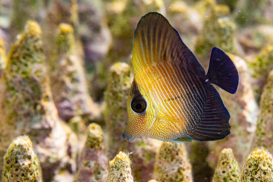 A juvenile brown tang (Zebrasoma scopas), on the reef off Kawe Island, Raja Ampat, Indonesia, Southeast Asia