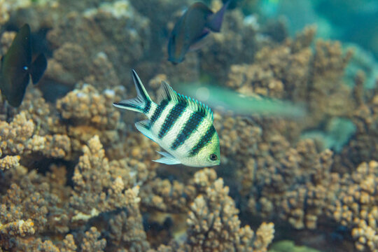 An adult scissortail sergeant (Abudefduf sexfasciatus), on the reef off Kawe Island, Raja Ampat, Indonesia, Southeast Asia