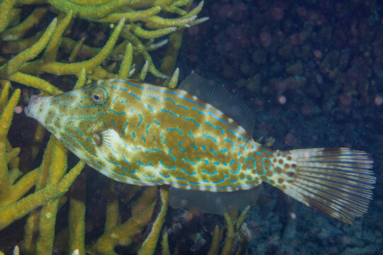 An adult scrawled filefish (Aluterus scriptus), on the reef off Kri Island, Raja Ampat, Indonesia, Southeast Asia