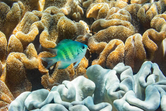 An adult Indo-Pacific sergeant major (Abudefduf vaigiensis) on the reef off Arborek Reef, Raja Ampat, Indonesia, Southeast Asia