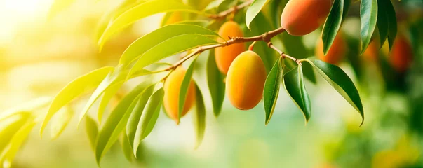Zelfklevend Fotobehang Mango tree close up, fruit orchard background with copy space © xamtiw