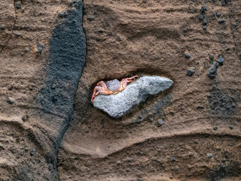 A sally lightfoot molt on a pyroclastic bomb in the eruption tuff on Isabela Island, Galapagos Islands, UNESCO World Heritage Site, Ecuador