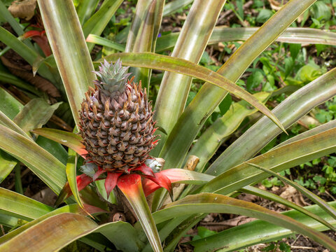 Pineapple (Ananas comosus) growing at the Granja Integral Ochoa hydroponics farm, Santa Cruz Island, Galapagos Islands, UNESCO World Heritage Site, Ecuador