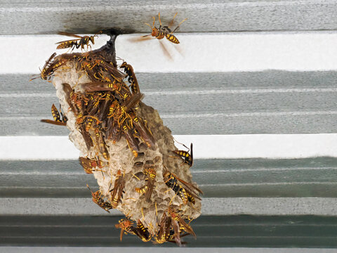 An invasive paper wasp colony growing at the Granja Integral Ochoa hydroponics farm, Santa Cruz Island, Galapagos Islands, UNESCO World Heritage Site, Ecuador