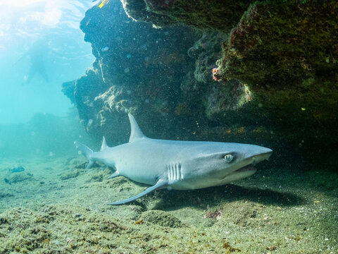 Adult whitetip reef shark (Triaenodon obesus) under a ledge in Puerto Egas, Santiago Island, Galapagos Islands, UNESCO World Heritage Site, Ecuador