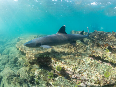 Adult whitetip reef shark (Triaenodon obesus) swimming in Puerto Egas, Santiago Island, Galapagos Islands, UNESCO World Heritage Site, Ecuador