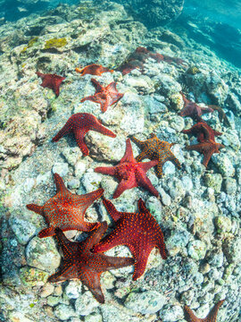 Panamic cushion star (Pentaceratser cumingi), in a scrum on Fernandina Island, Galapagos Islands, UNESCO World Heritage Site, Ecuador