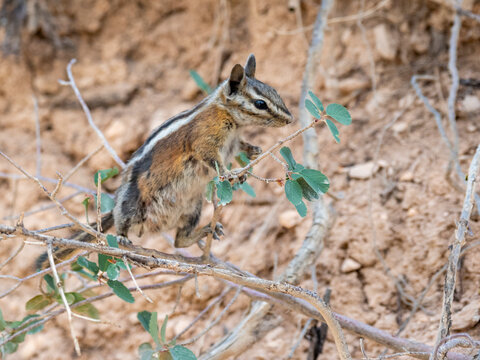 An adult Uinta chipmunk (Neotamias umbrinus), in Bryce Canyon National Park, Utah