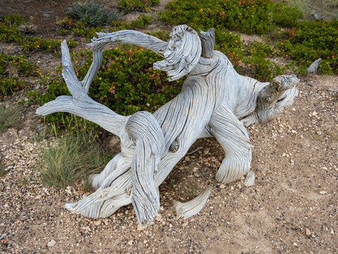 An interesting piece of wood in Bryce Canyon National Park, Utah