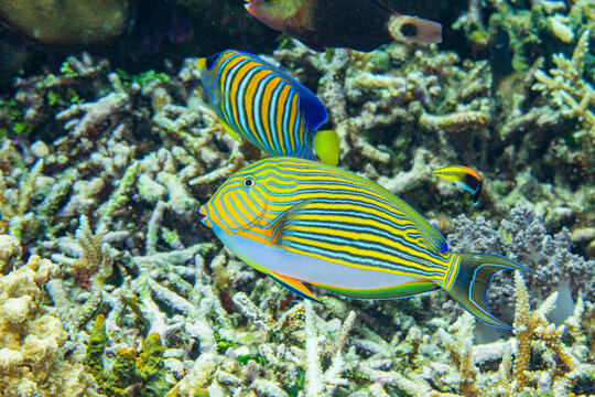 An adult striped surgeonfish (Acanthurus lineatus), on a night dive off Kri Island, Raja Ampat, Indonesia, Southeast Asia