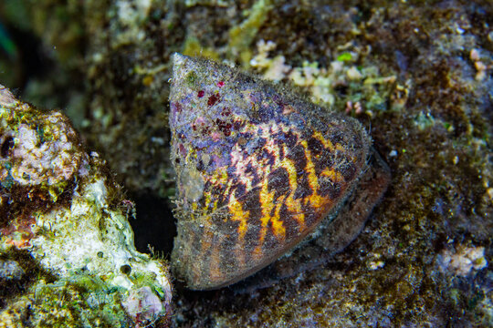 An adult commercial top shell (Rocha nilotica), on a night snorkel at Arborek Reef, Raja Ampat, Indonesia, Southeast Asia