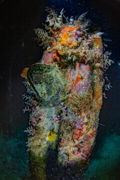 An adult banded coral shrimp (Stenopus hispidus), on a night snorkel at Arborek Reef, Raja Ampat, Indonesia, Southeast Asia