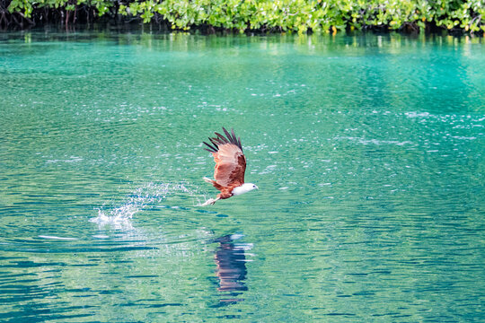An adult Brahminy kite (Haliastur indus), catching fish on Batu Hatrim, Raja Ampat, Indonesia, Southeast Asia
